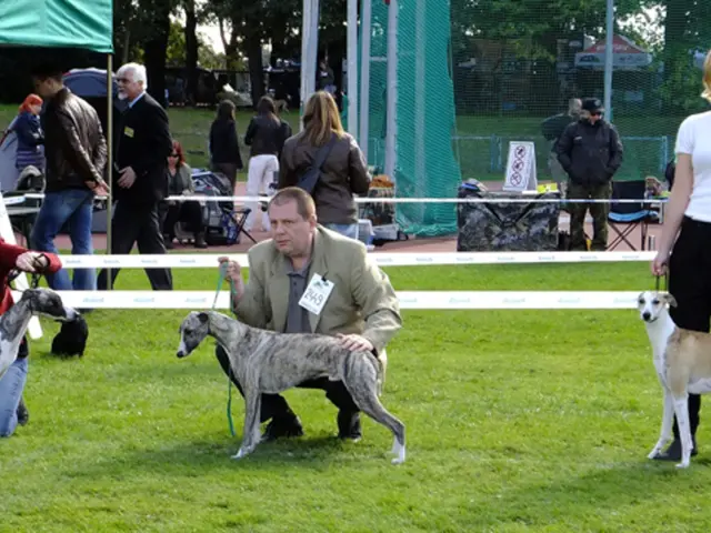 Guided Safari Adventure