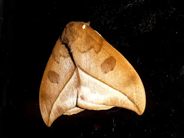 Strategies to Deter Flies from Horses: 6 Methods to Protect from Assault from Every Direction