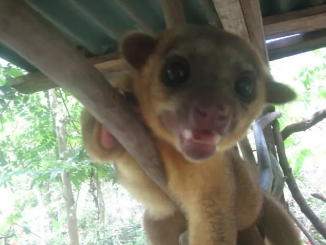 Zoos and animal shelters in the northern region of RLP contend with soaring temperatures.