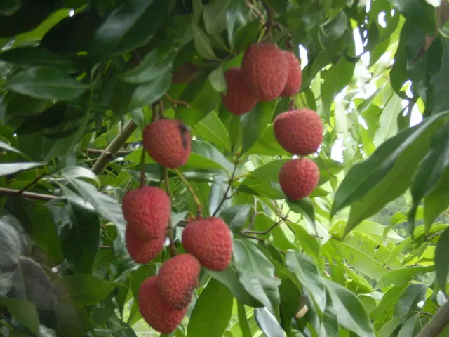 Strategies for Expanding Strawberry Harvest: 5 Key Points for a Delicious Yield