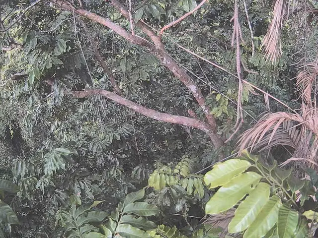 Elizabeth Taylor's Stylish 'Statement Palm' - The go-to Evergreen Trick Adored by Master Gardeners...
