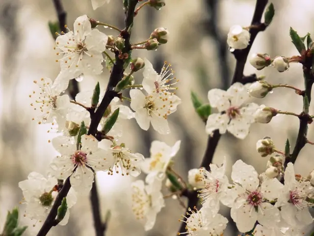 Easy-Grow Plants That Reduce Your Need for Weeding