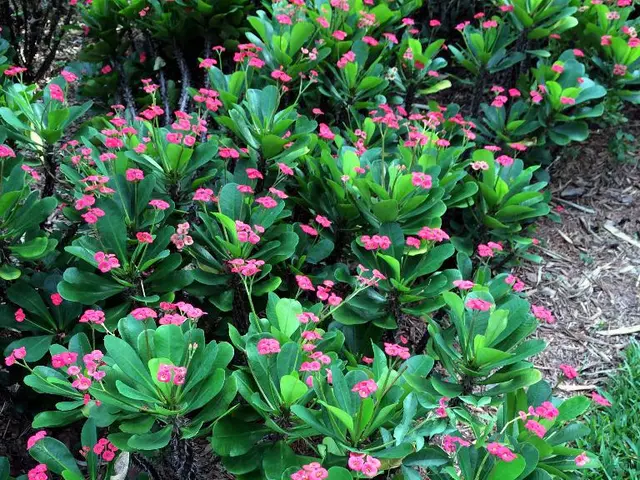 Unusual Blooms Beginning with X: A Fascinating Display of Botanical Wonders