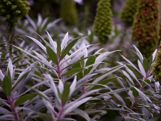 Tips for Growing and Reproducing Swedish Ivy