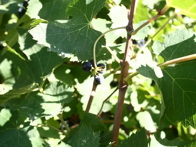 Delicious trees whose fruits are irresistible to even the cleverest badgers, causing them to break...