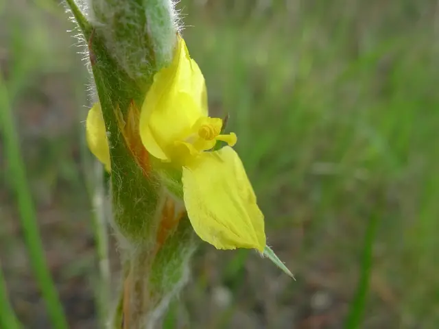 Effective Strategies for Managing Torpedograss Invasions