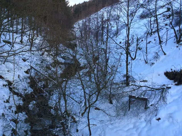 Title: Non-Technical Technique to Determine if Your Garden Experienced Frost