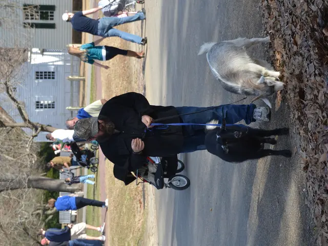 Dog enthusiasts advocate for spacious parks in Rödermark: Peacefulness despite obligations