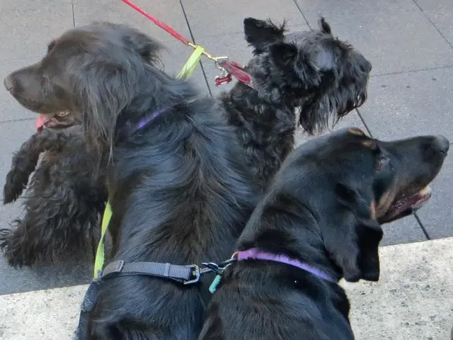 Top 12 Most Protective Dog Breeds: Fluffiest Canine Guardians for Your Home