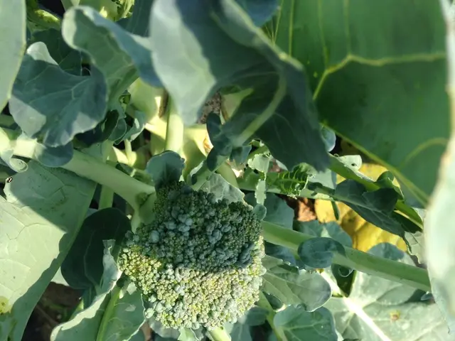 Guide on Cultivating Broccoli in Your Own Backyard Garden