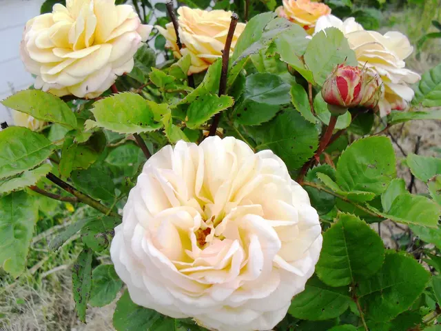 "Five Varieties of Unwanted Plants Invading Your Garden"