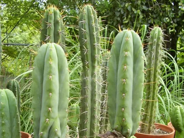 Propagating a Mistletoe Cactus: Effortlessly Duplicating Your Plant for Winter in Only 3 Easy Steps