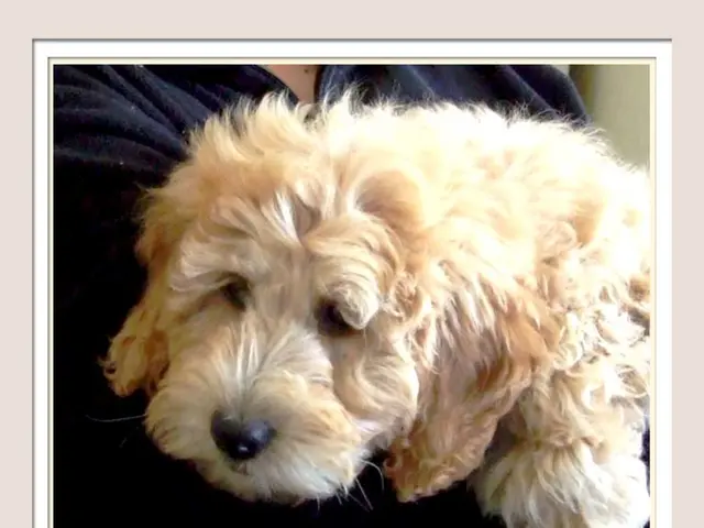 Top Speedsters Among Canine Species: Salukis, Collies, and Additional Swift Breeds