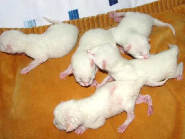 Inundation of rodents at the bus station, reminiscent of the film "Ratatouille," but devoid of...