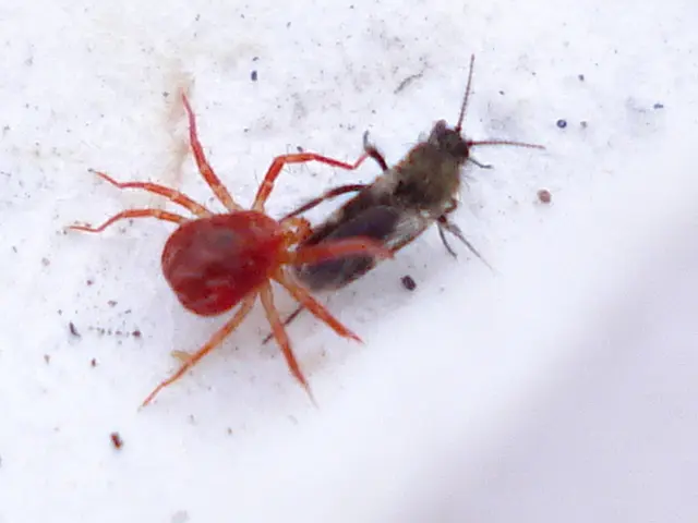 Unauthorized Transformation: Traditional restaurant refreshed as Gütersloher pulls off deceptive...