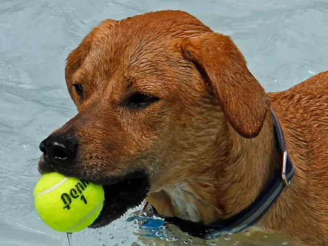 The picture consists of a dog holding a ball. The dog is in water.