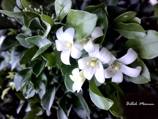 In the picture we can see the plants with some white color flowers to it.