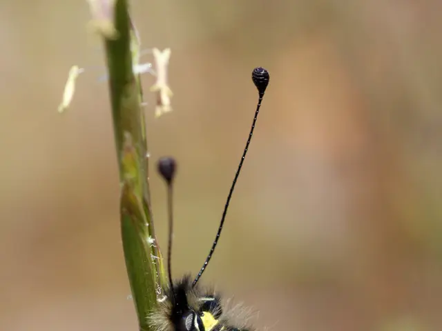 In the center of the there is a butterfly on stem.
