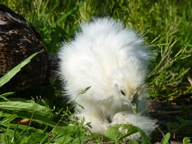 In this image there are black and white color chickens on the grass.
